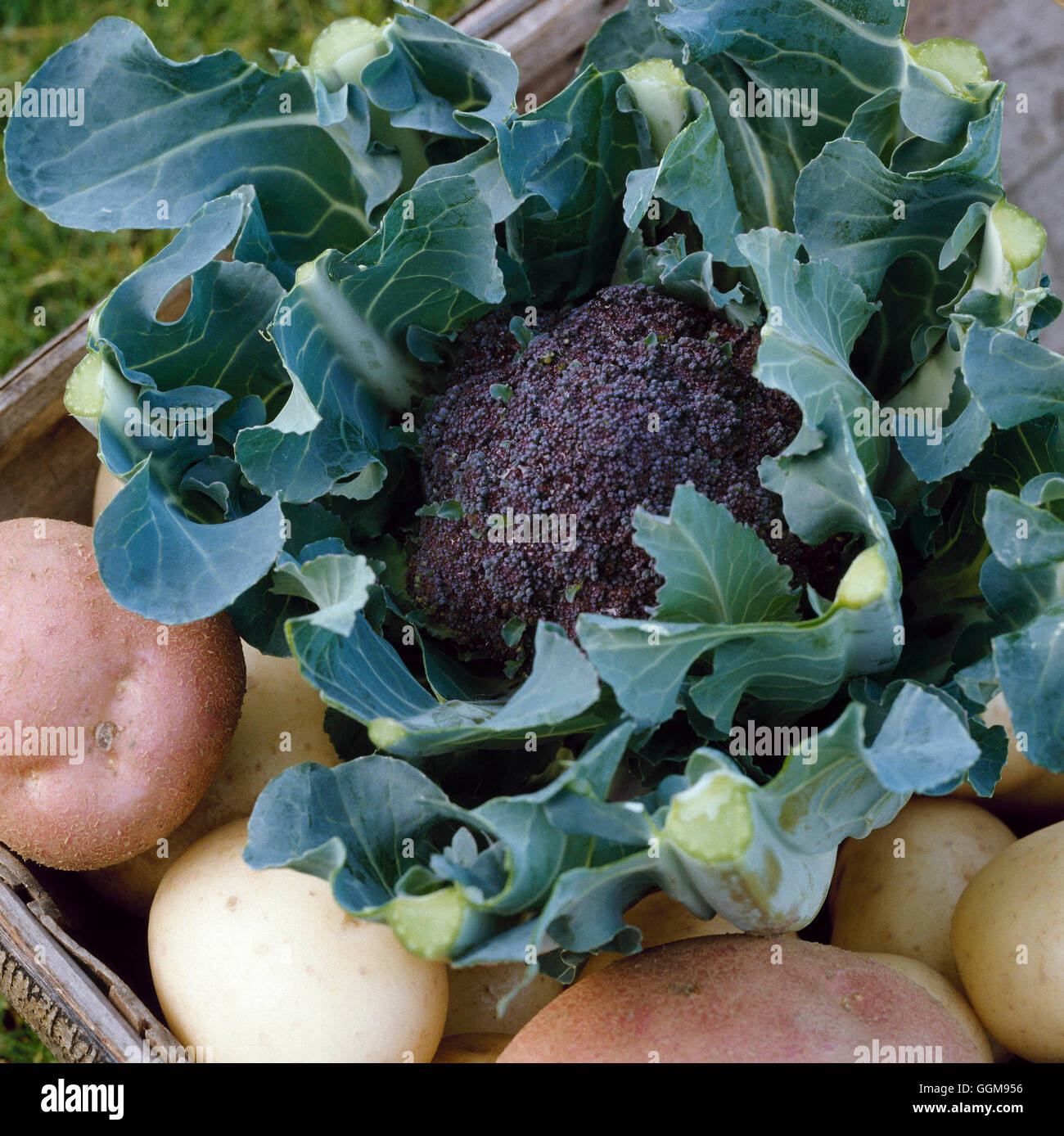 Broccoli `Rudolph' (Early Sprouting) VEG068418 Stock Photo Alamy